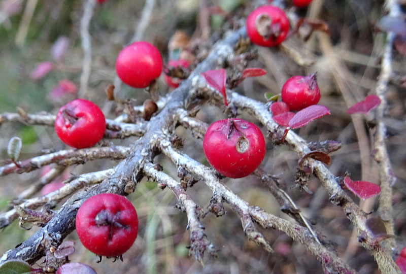 Rosaceae: Cotoneaster sp. (cfr.)